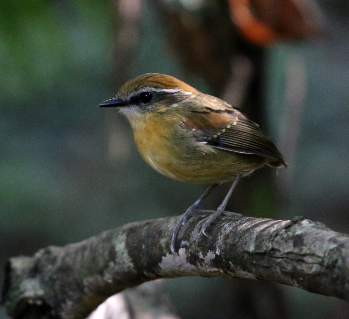 Black-cheeked Gnateater - ML635039984