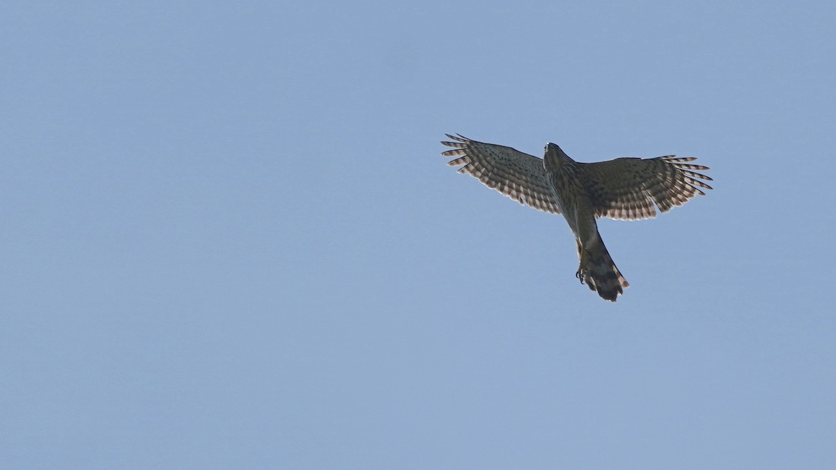 Cooper's Hawk - ML635039986