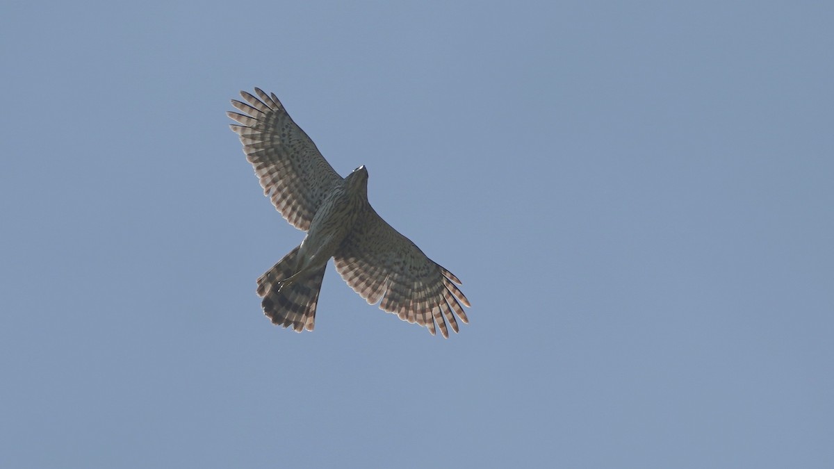 Cooper's Hawk - ML635039990