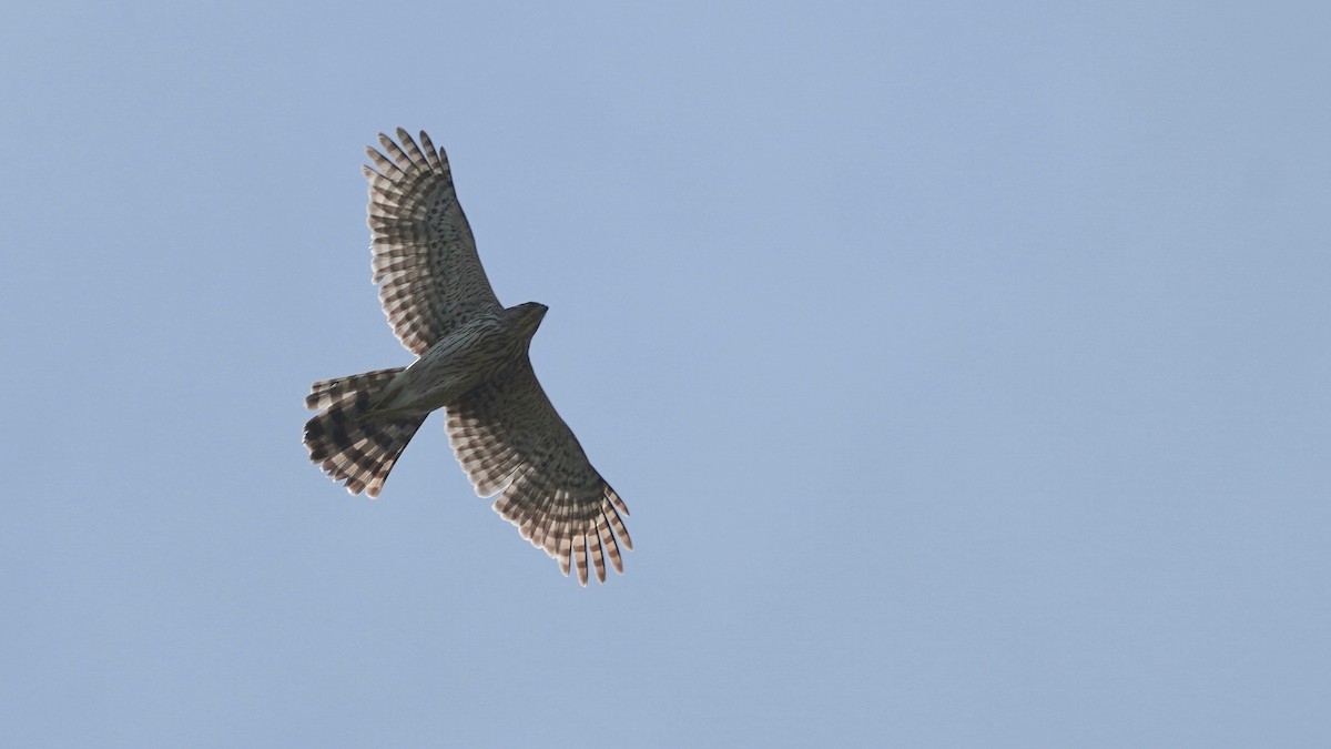 Cooper's Hawk - ML635039995