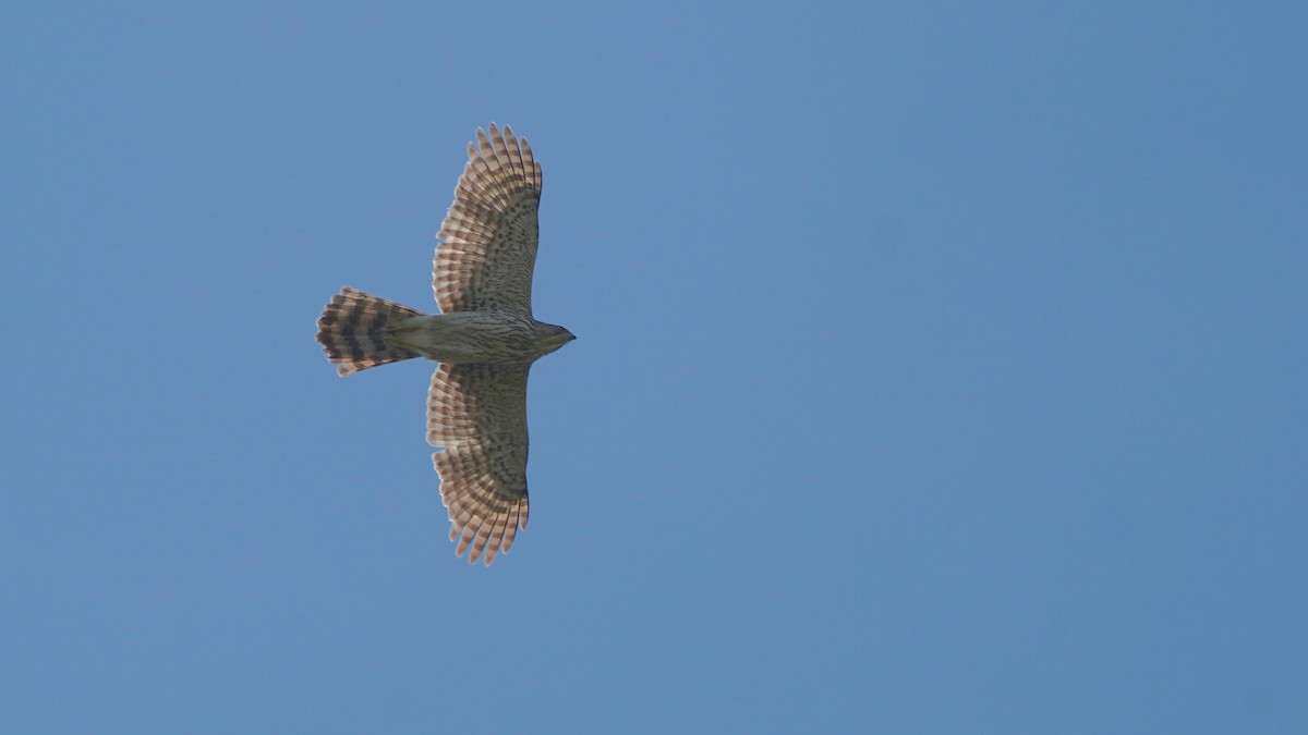 Cooper's Hawk - ML635040001