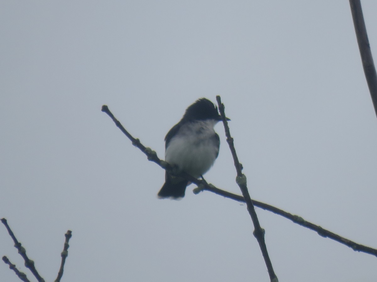 Eastern Kingbird - ML635040007