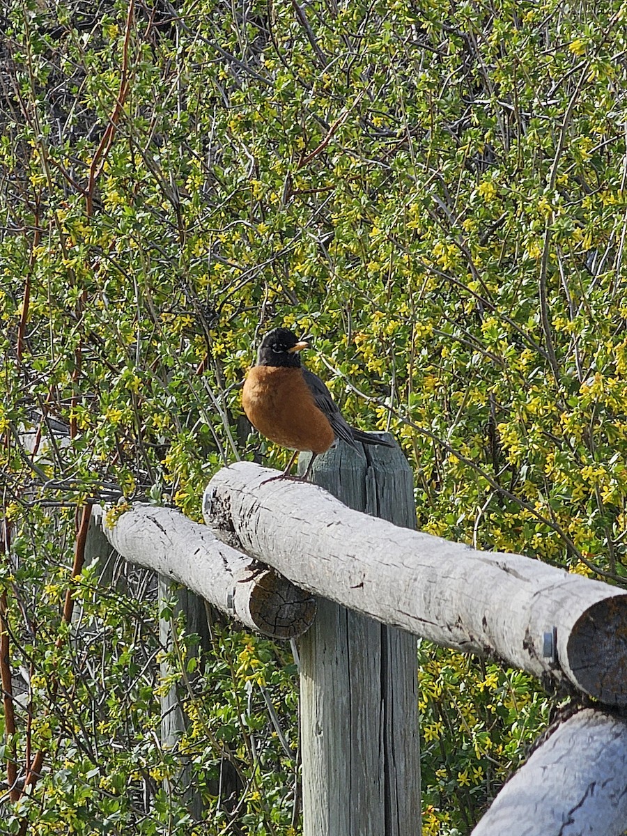 American Robin - ML635040032