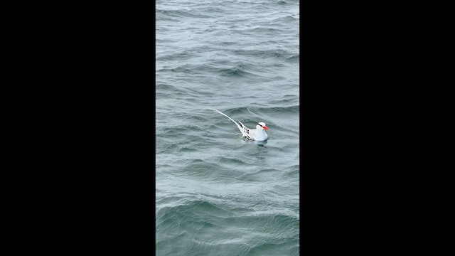 Red-billed Tropicbird - ML635040082
