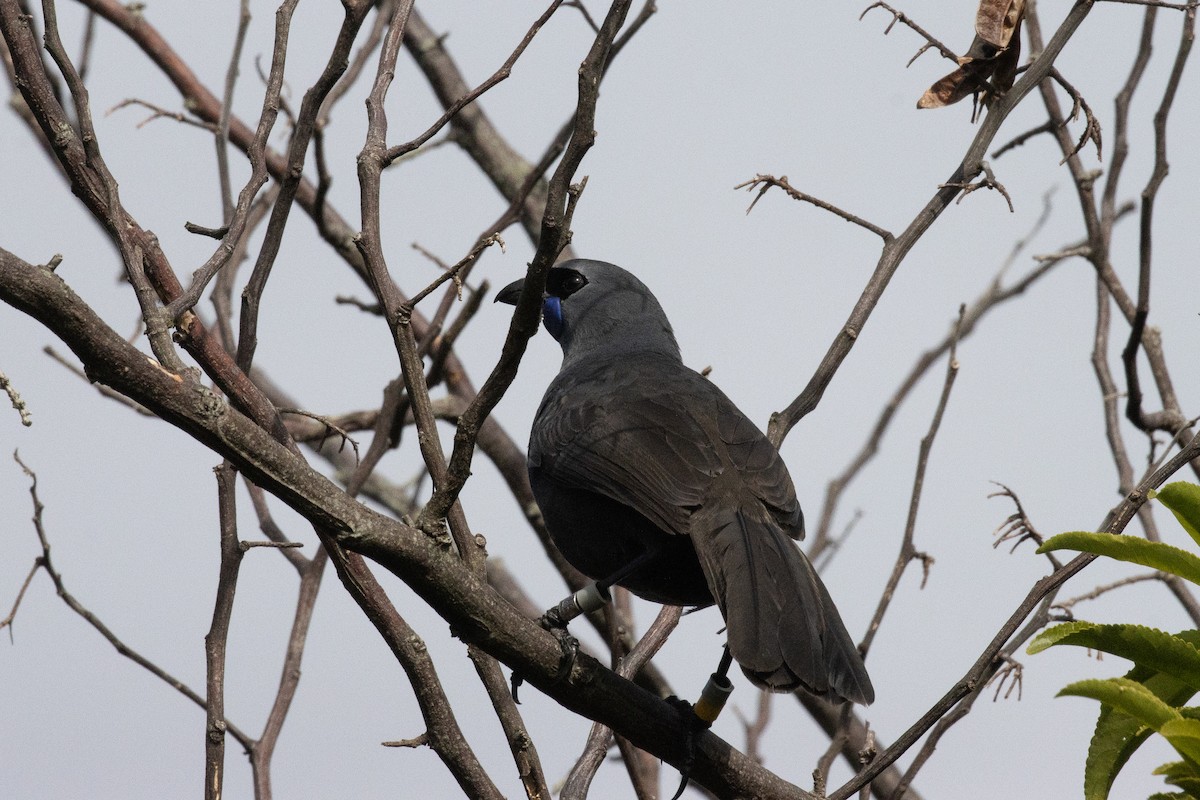 Kokako de Isla Norte - ML635040092