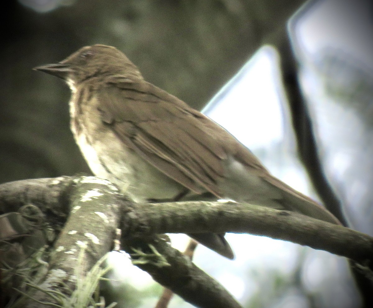 Black-billed Thrush - ML635040131