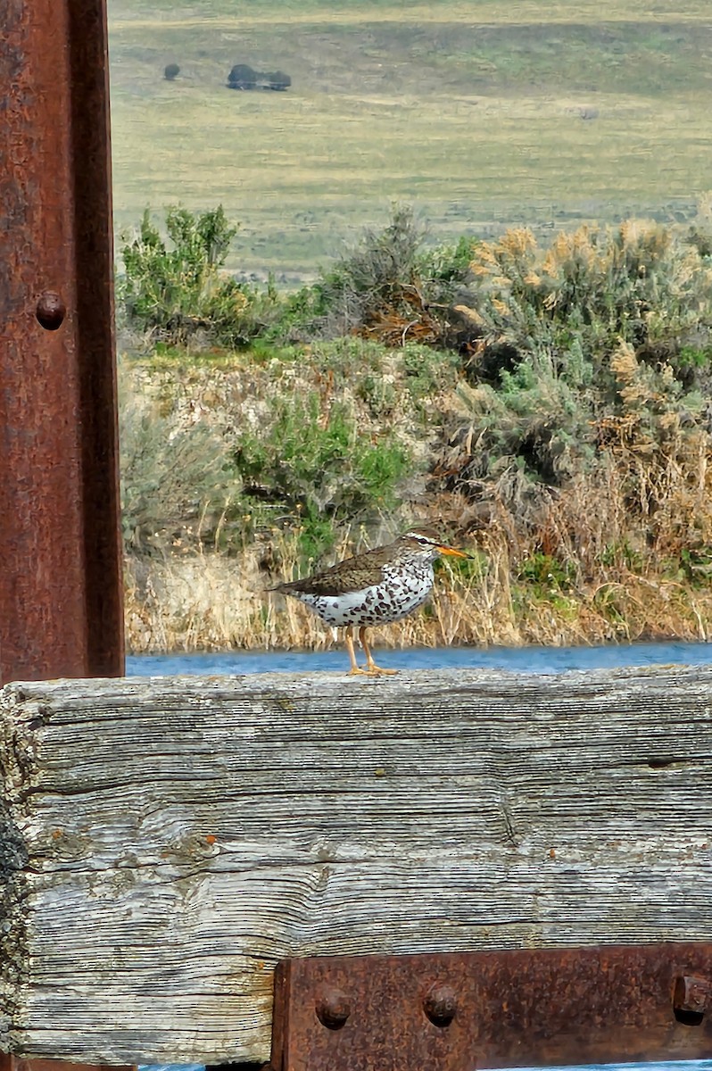 Spotted Sandpiper - ML635040148