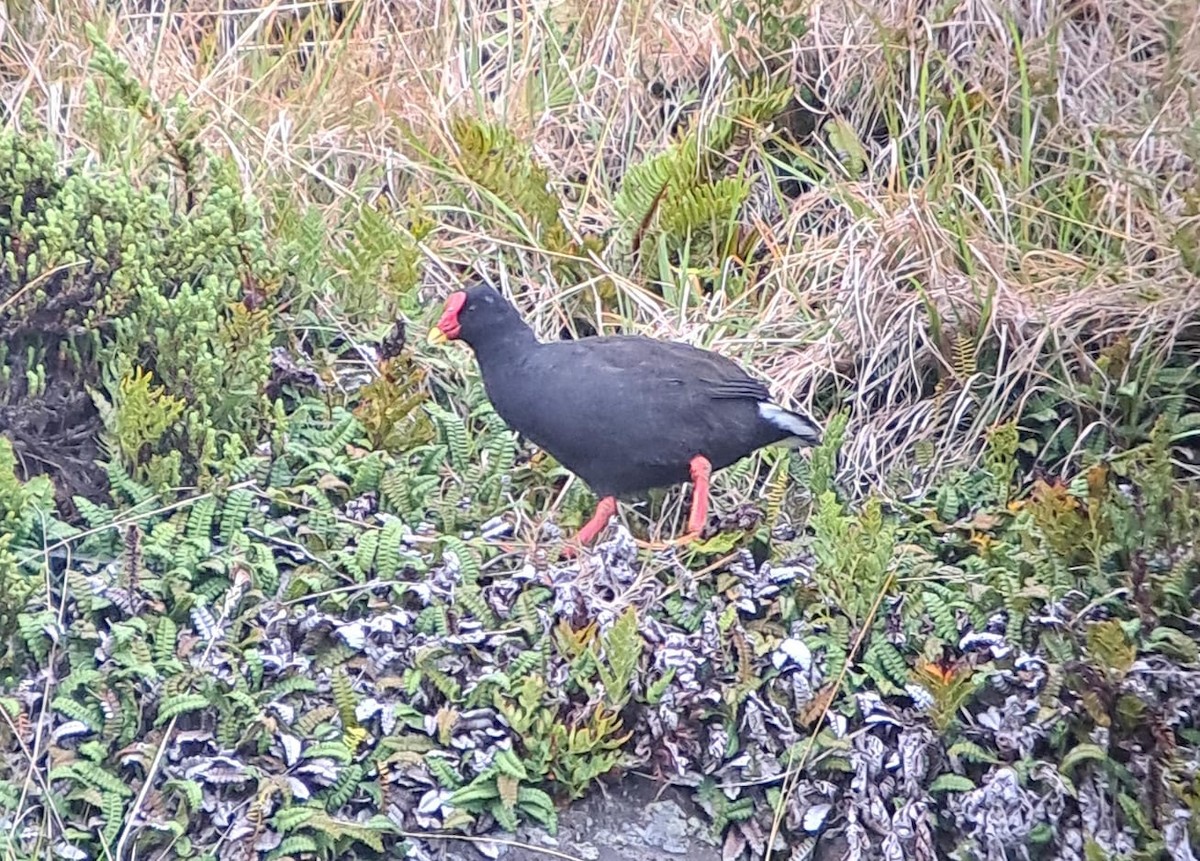 Goughteichhuhn - ML635040197