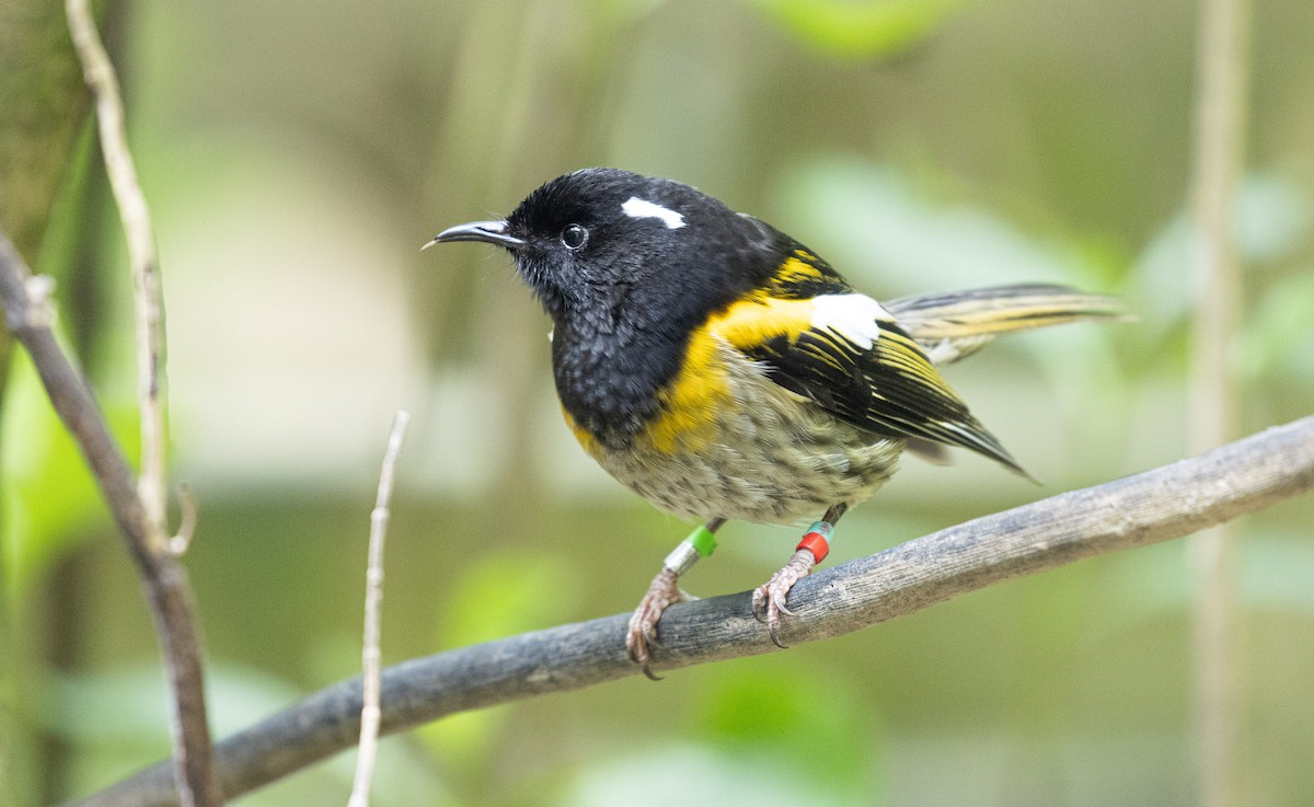 Hihi - ML635040208