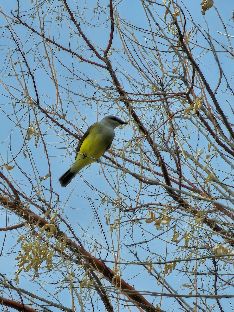 Western Kingbird - ML635040283