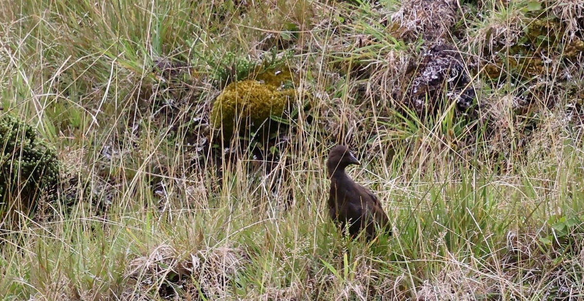 Goughteichhuhn - ML635040297