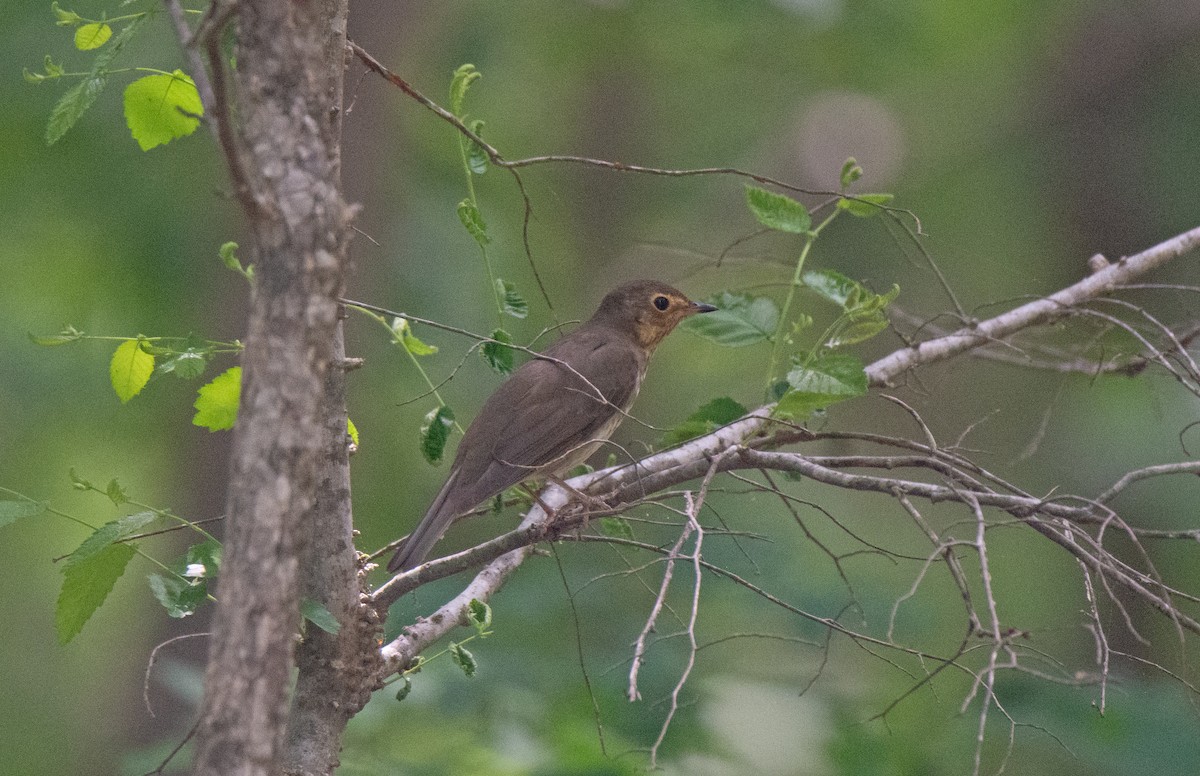 Swainson's Thrush - ML635040537