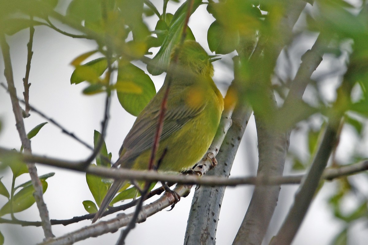 Orange-crowned Warbler - ML635040640