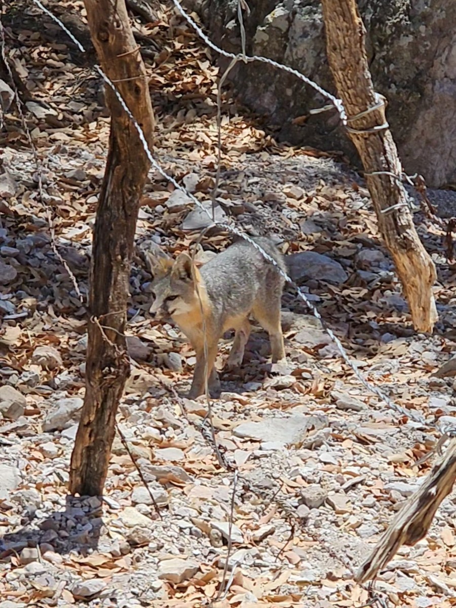 Gray Fox - ML635040724