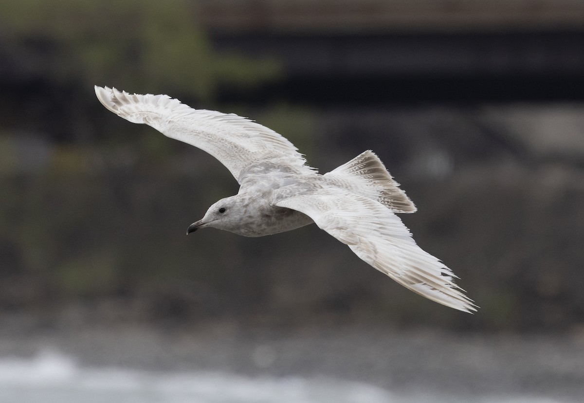 Iceland Gull - ML635040753