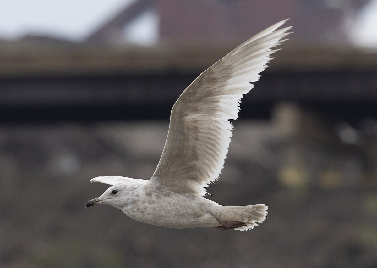 Iceland Gull - ML635040754