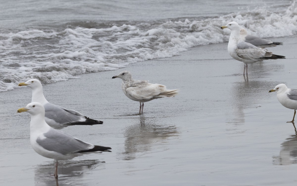 Iceland Gull - ML635040756