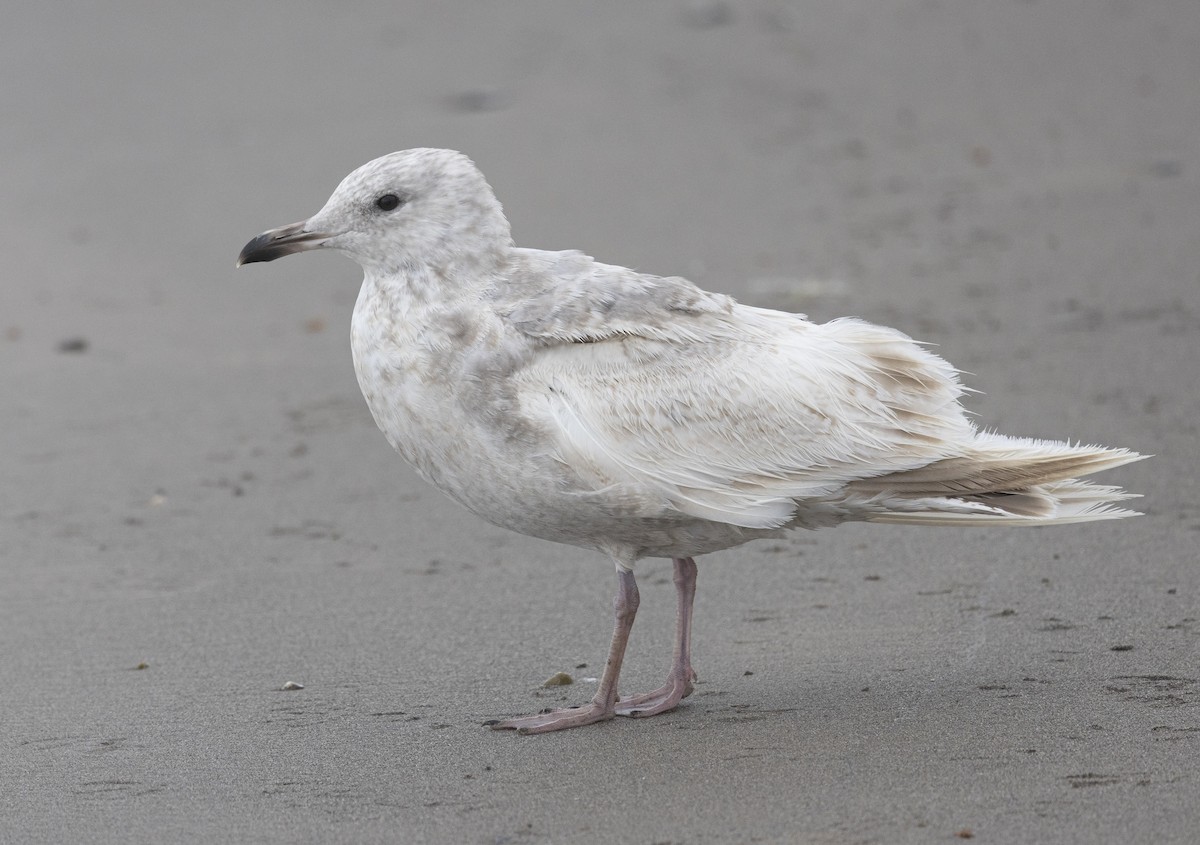 Iceland Gull - ML635040757