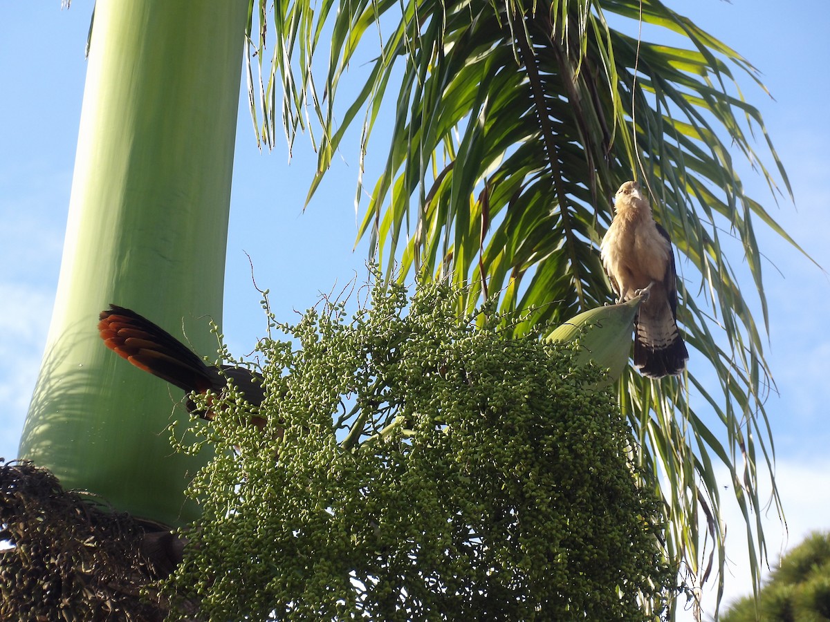 Chachalaca Culirroja (ruficauda) - ML635040762
