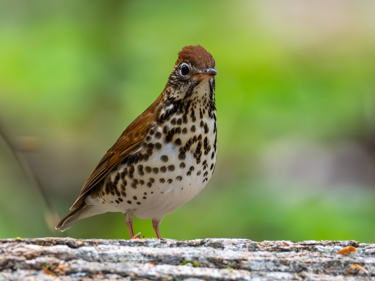 Wood Thrush - ML635040921