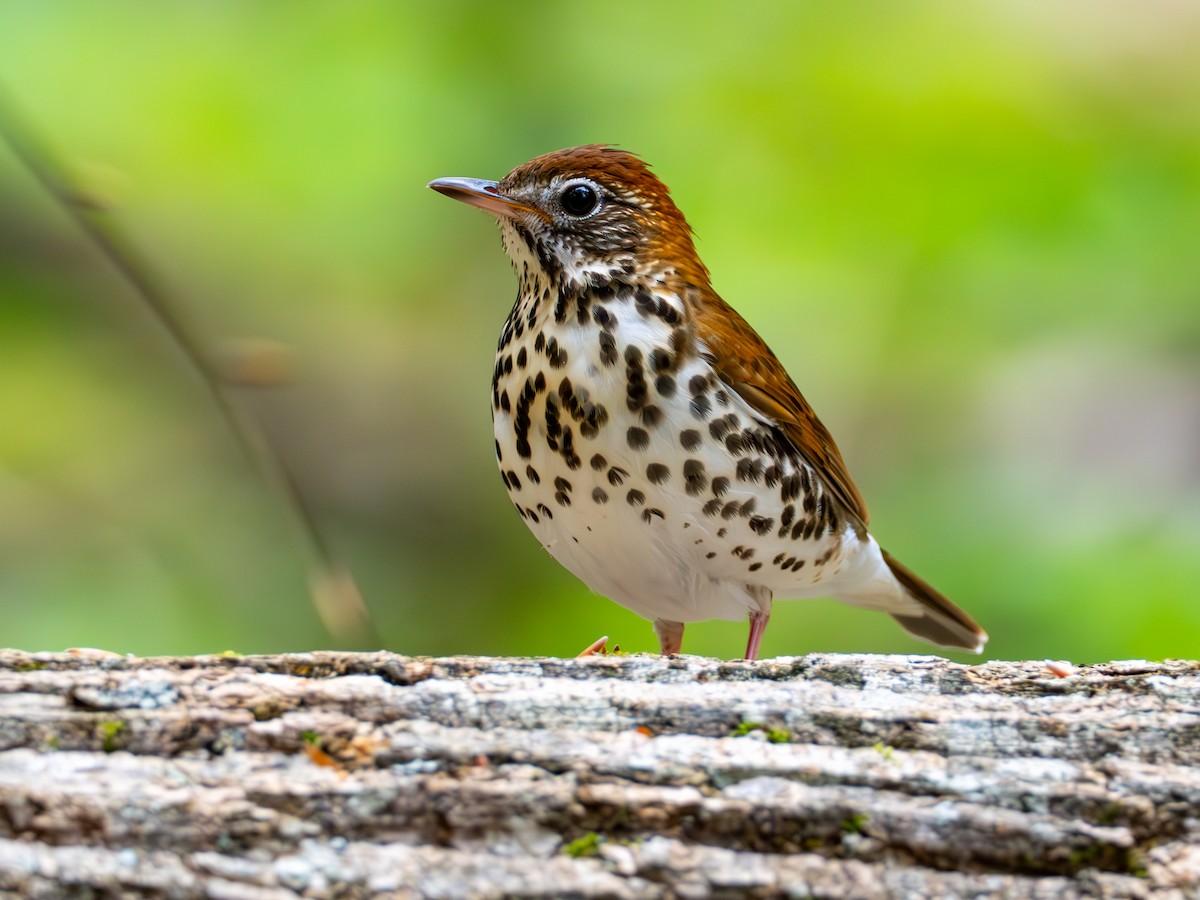Wood Thrush - ML635040922