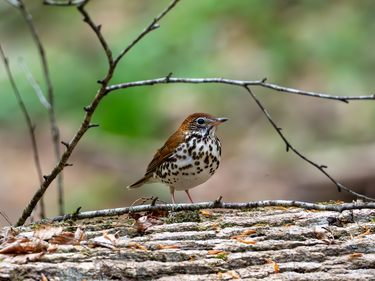 Wood Thrush - ML635040923