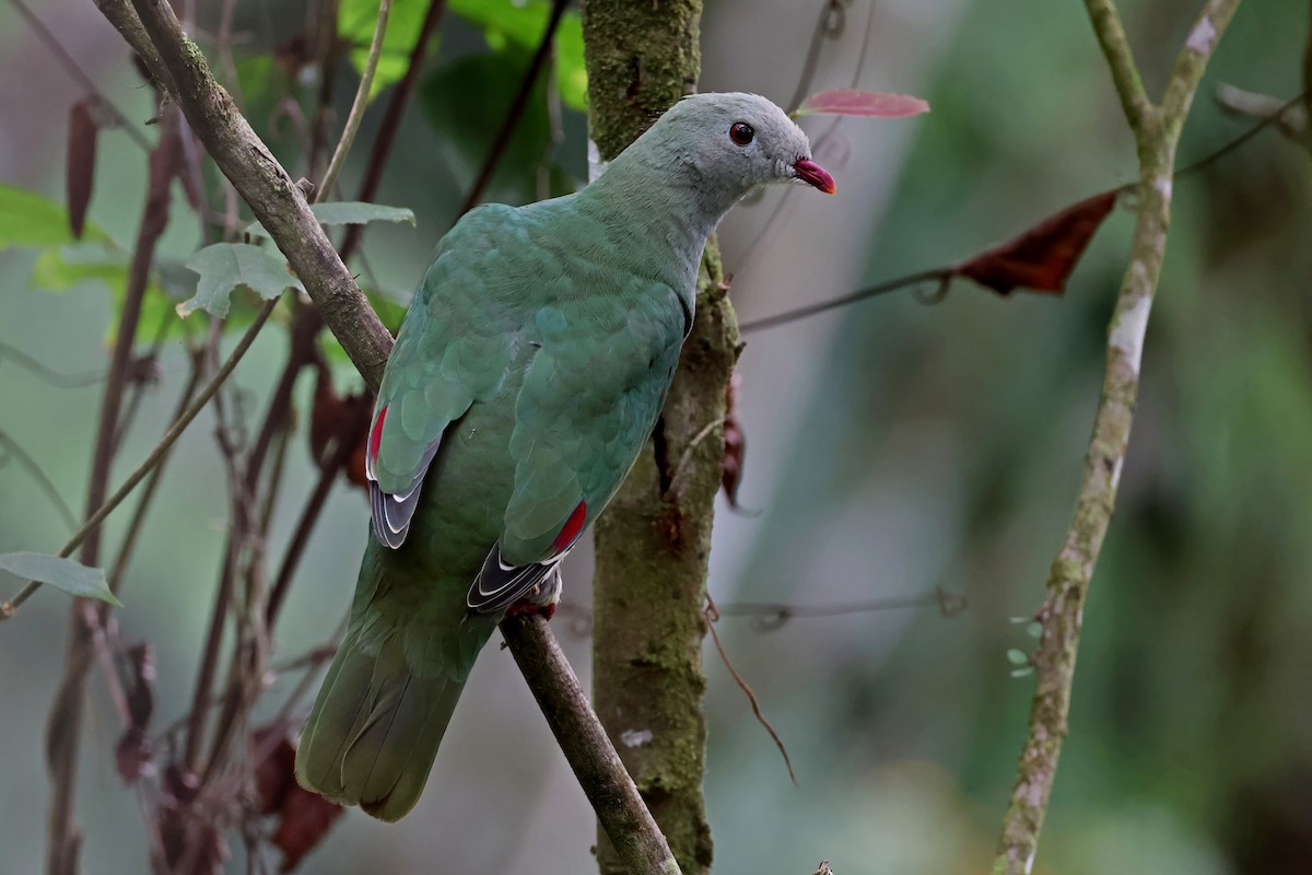Cream-breasted Fruit-Dove - ML635040985