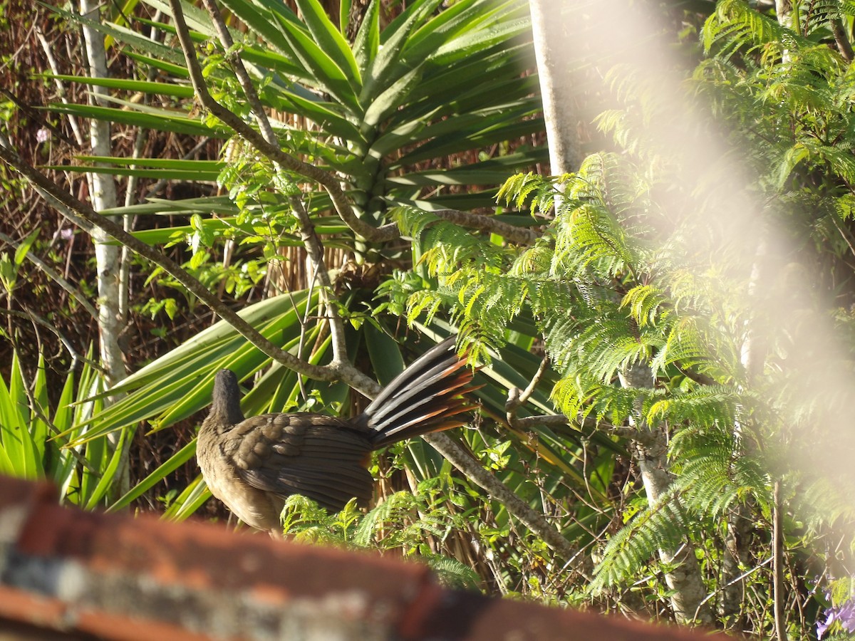 Chachalaca Culirroja (ruficauda) - ML635041001