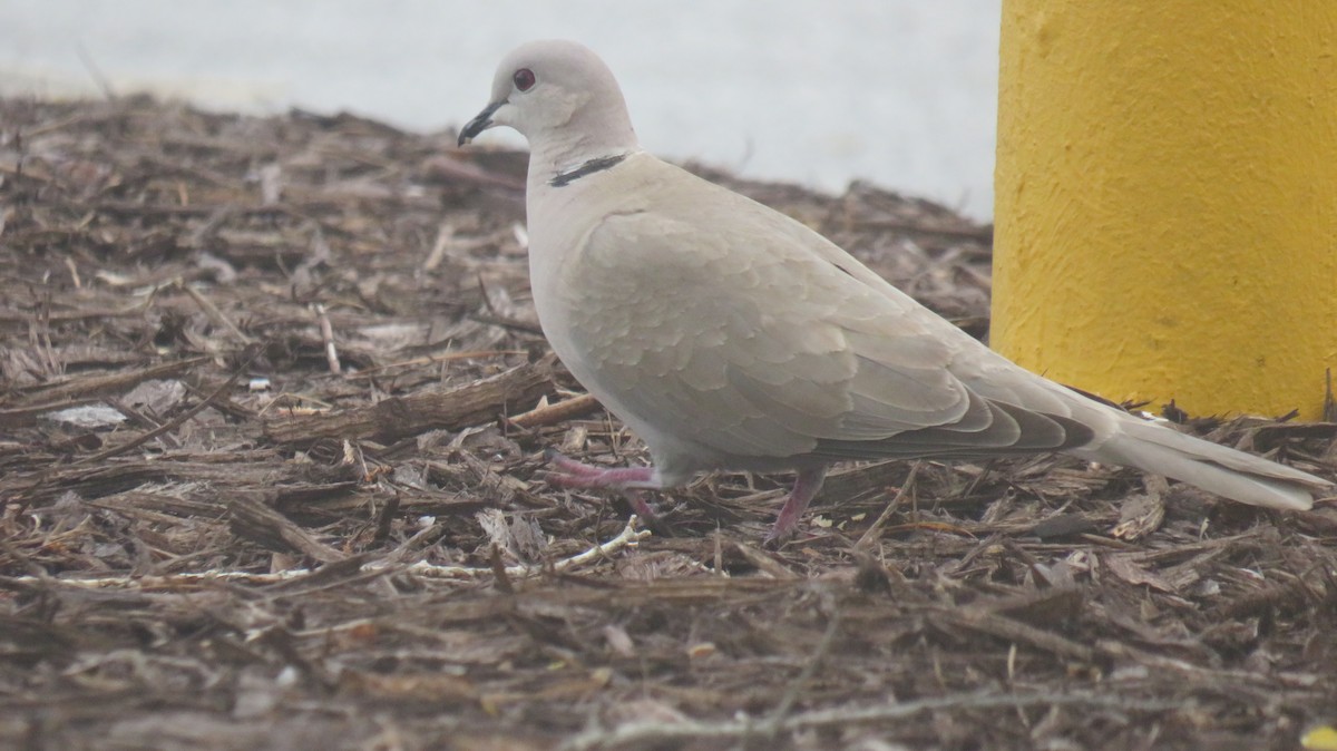 Tortora dal collare - ML635041041