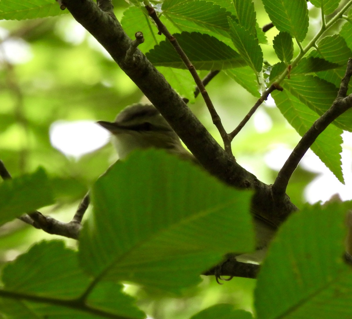 Red-eyed Vireo - ML635041068