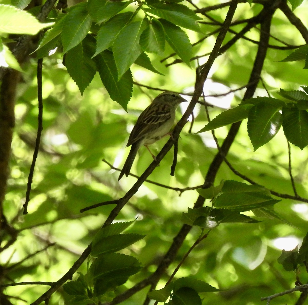 Chipping Sparrow - ML635041081
