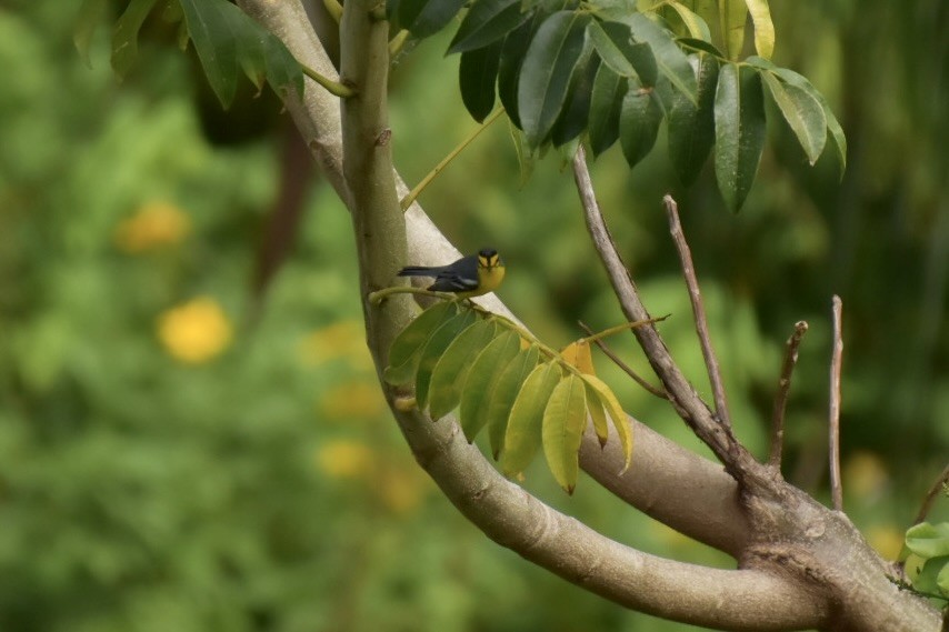 St. Lucia Warbler - ML635041116