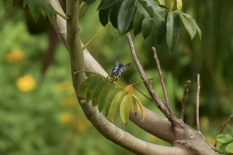 St. Lucia Warbler - ML635041117
