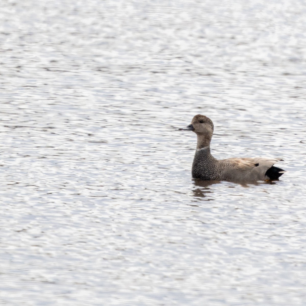 Gadwall x Mallard (hybrid) - ML635041153
