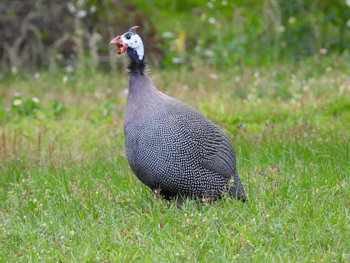 Helmeted Guineafowl - ML635041239