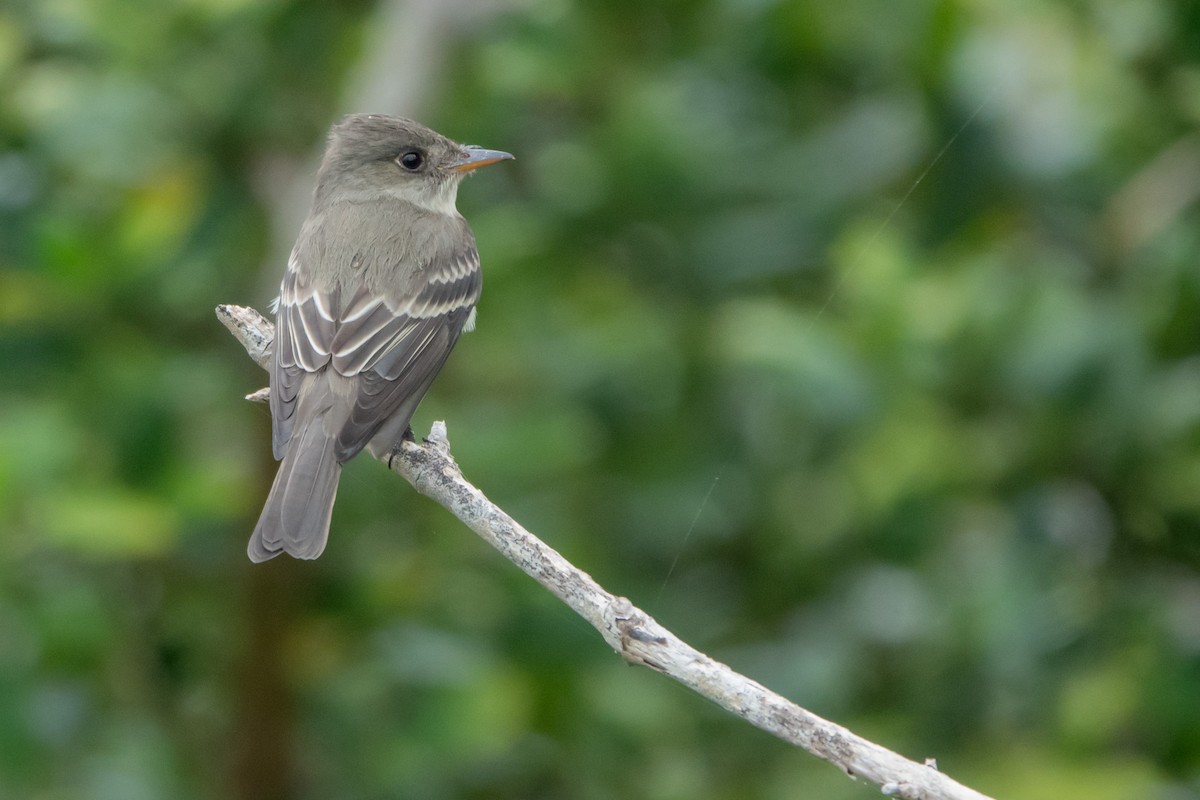 Eastern Wood-Pewee - ML635041271