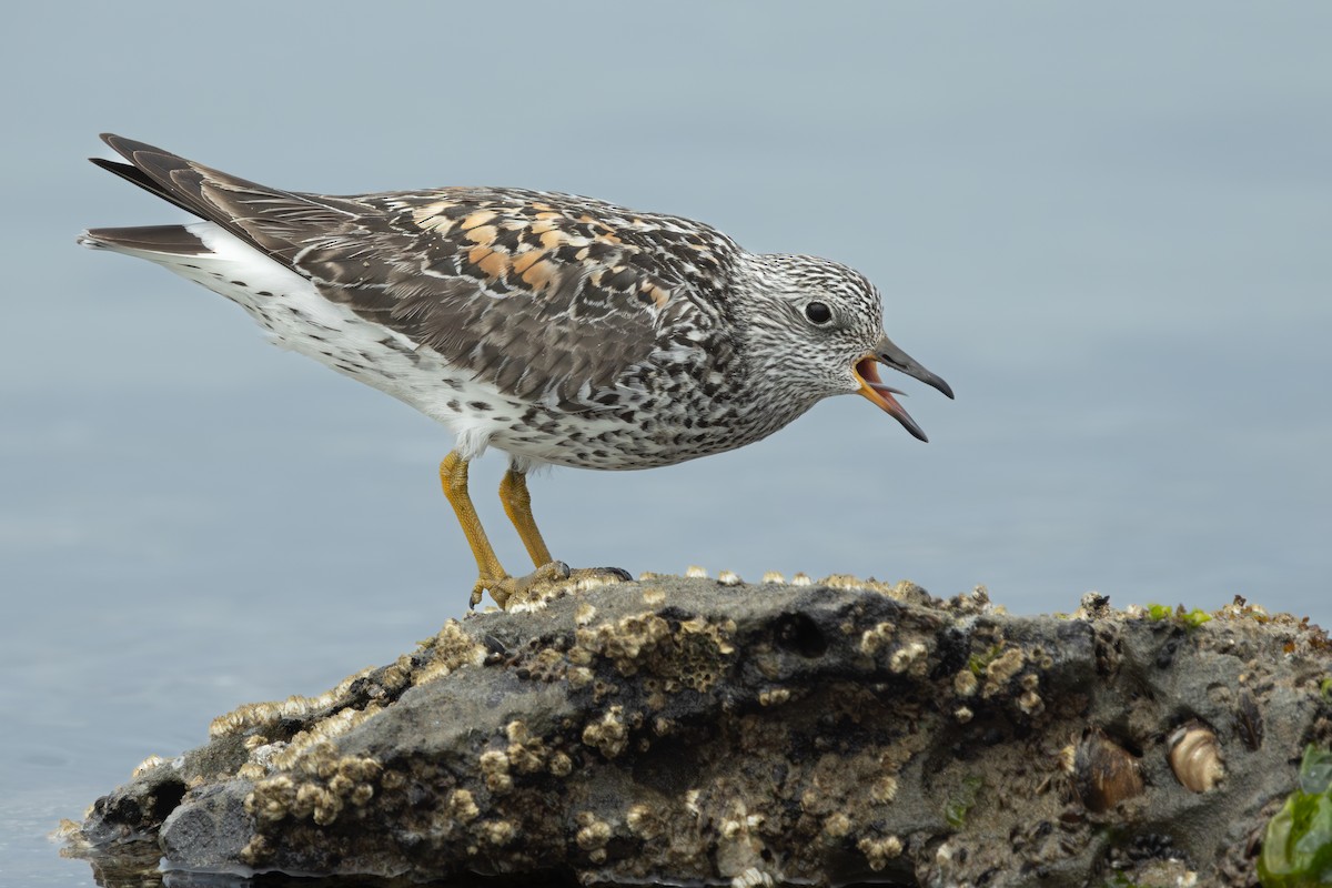 Surfbird - ML635041362
