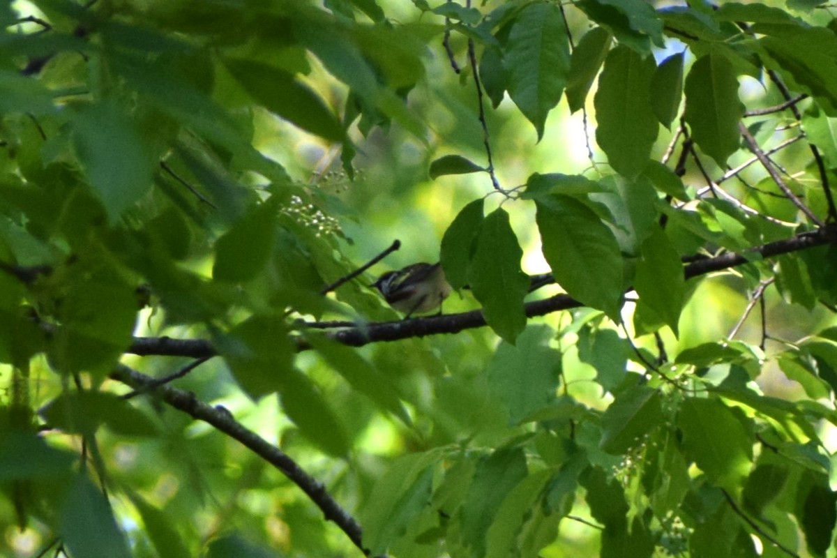 Chestnut-sided Warbler - ML635041476