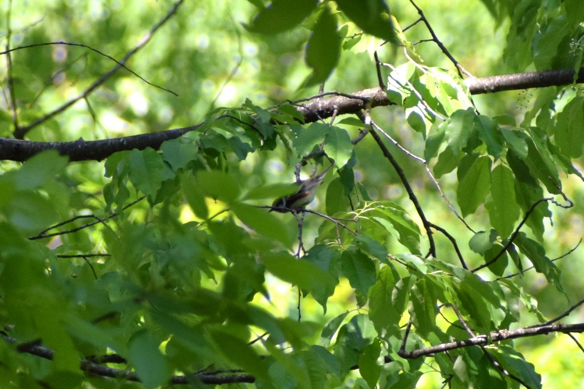 Chestnut-sided Warbler - ML635041477