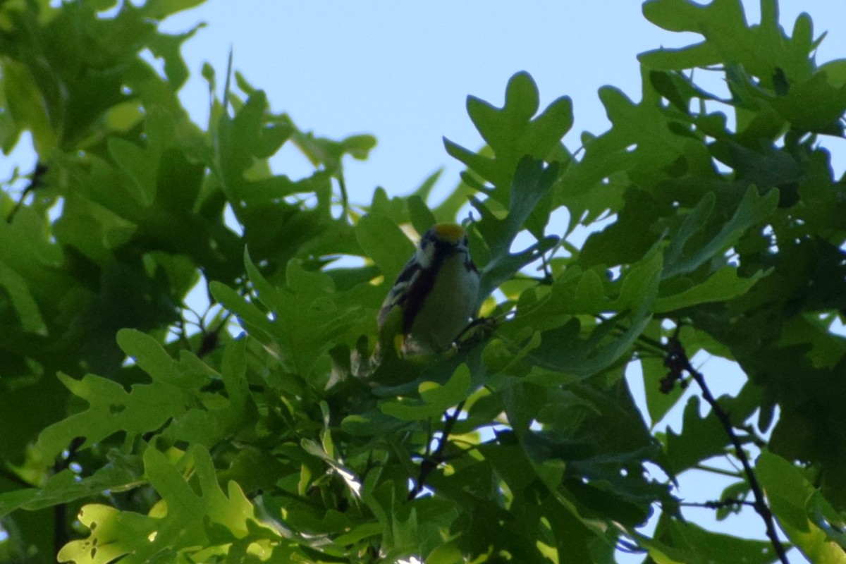 Chestnut-sided Warbler - ML635041478
