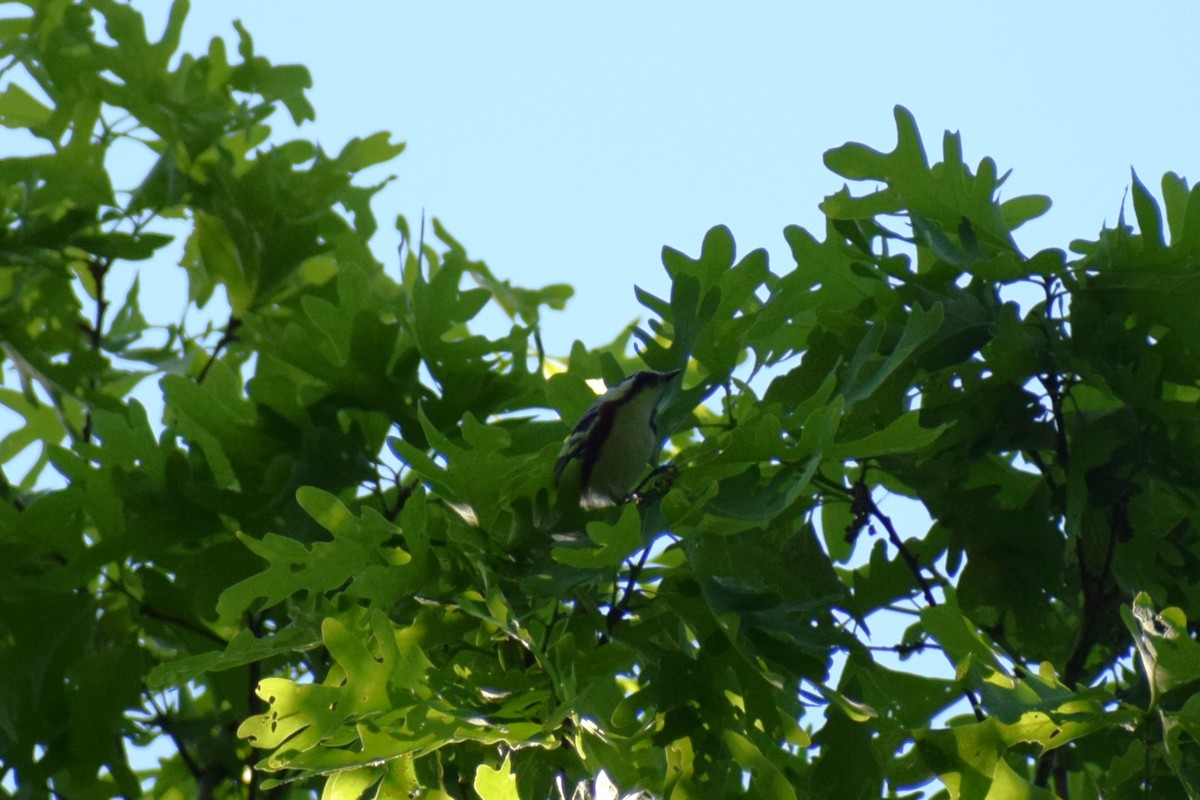 Chestnut-sided Warbler - ML635041479