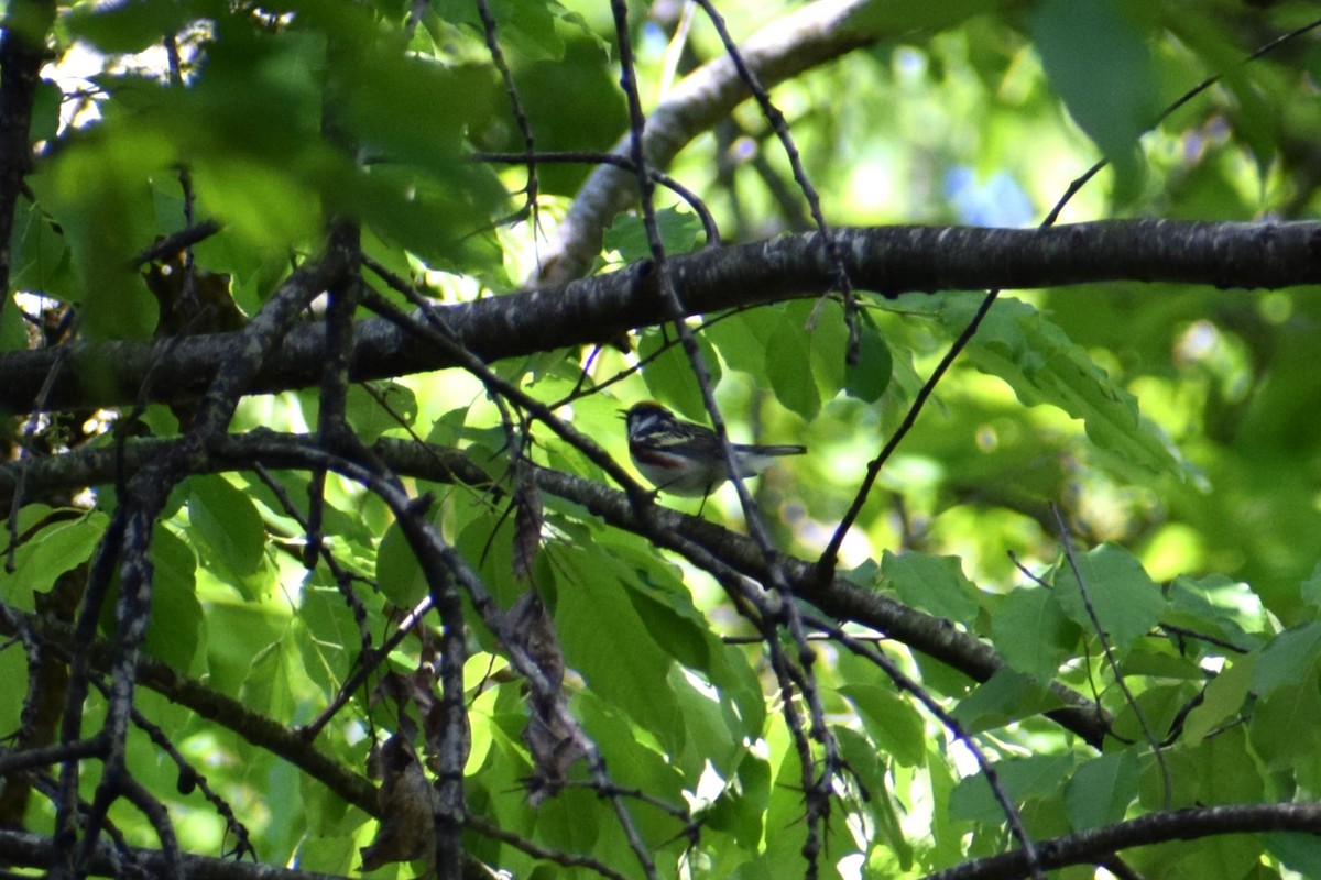 Chestnut-sided Warbler - ML635041480
