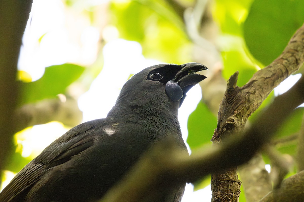 Kokako de Isla Norte - ML635041493
