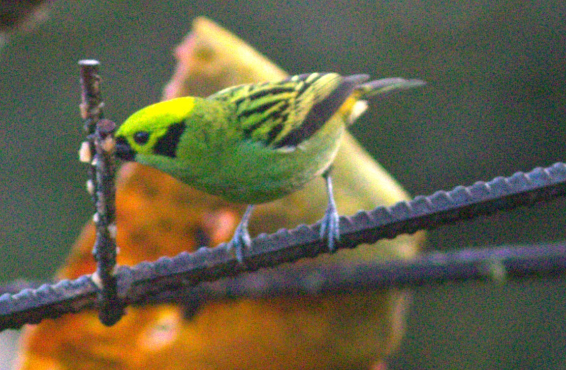 Emerald Tanager - ML635041510