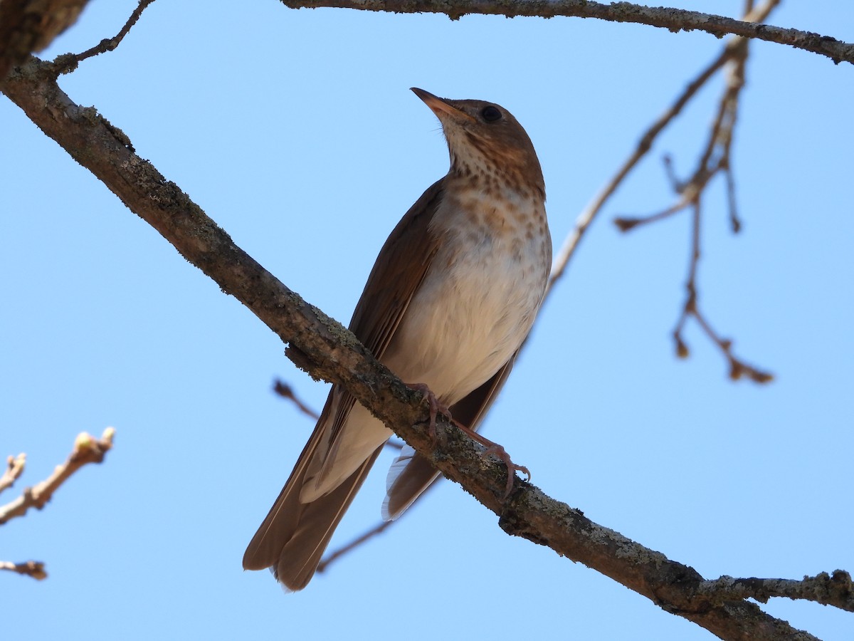 Veery - ML635041516