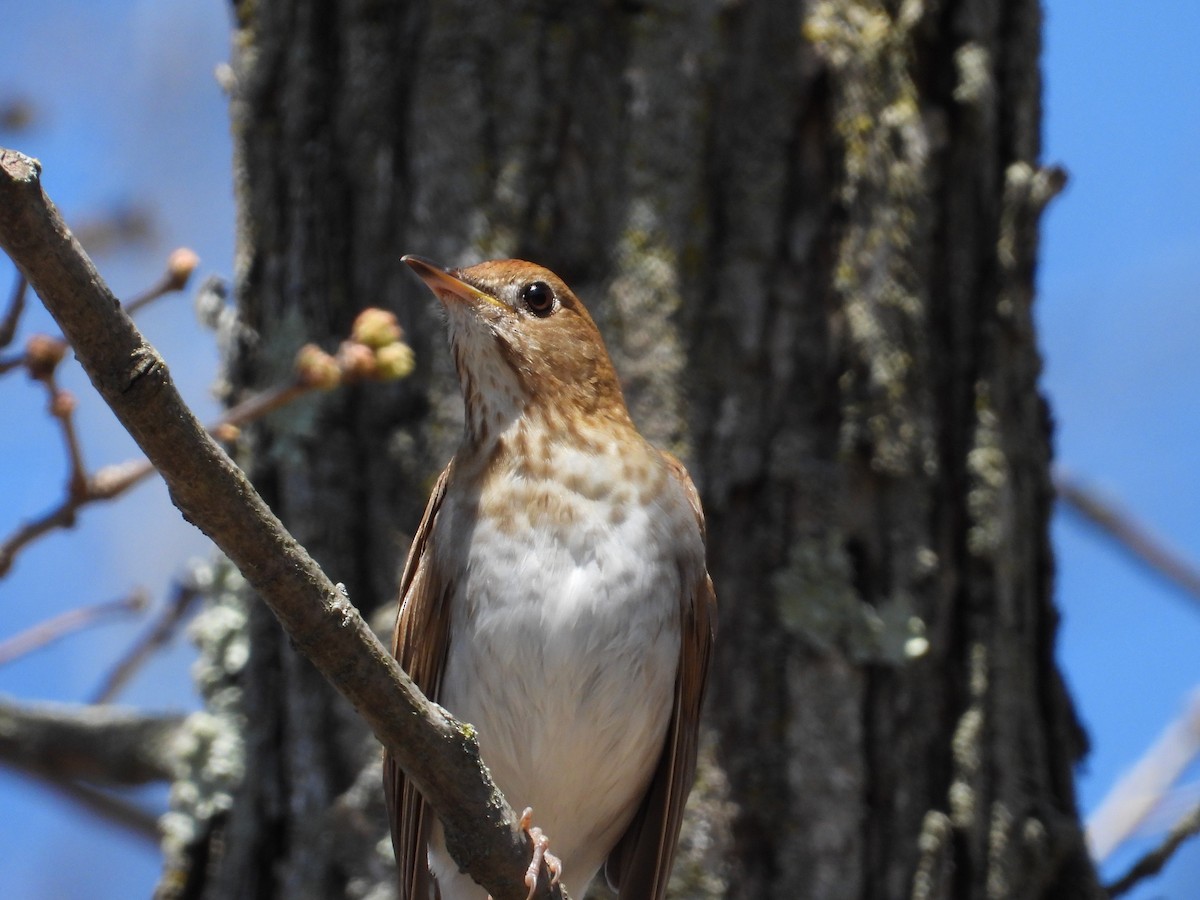 Veery - ML635041517