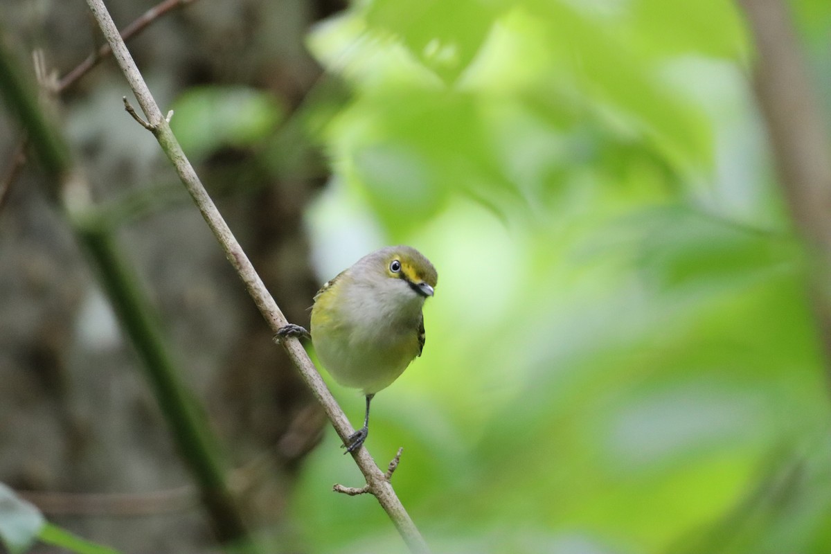 hvitøyevireo - ML635041629