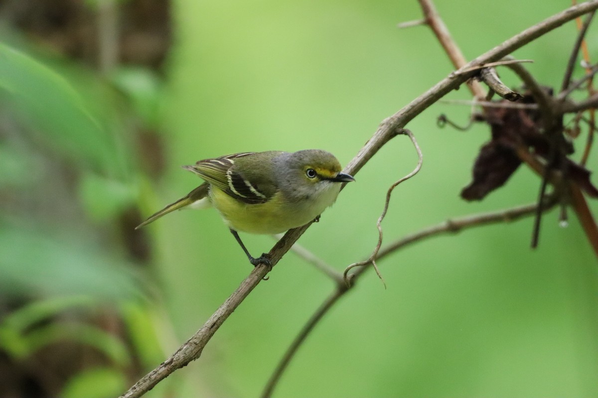 hvitøyevireo - ML635041630