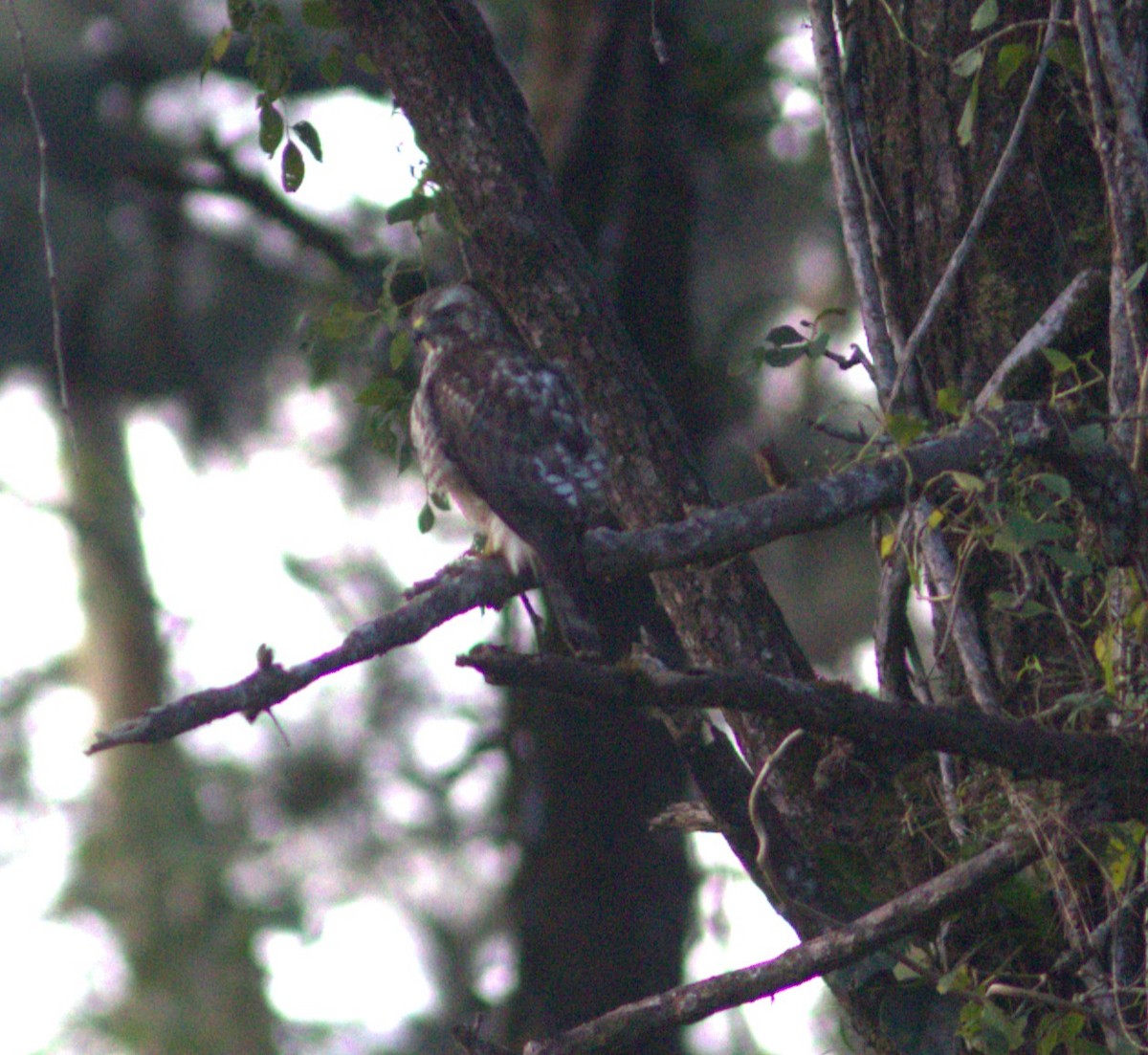 Канюк ширококрилий - ML635041688