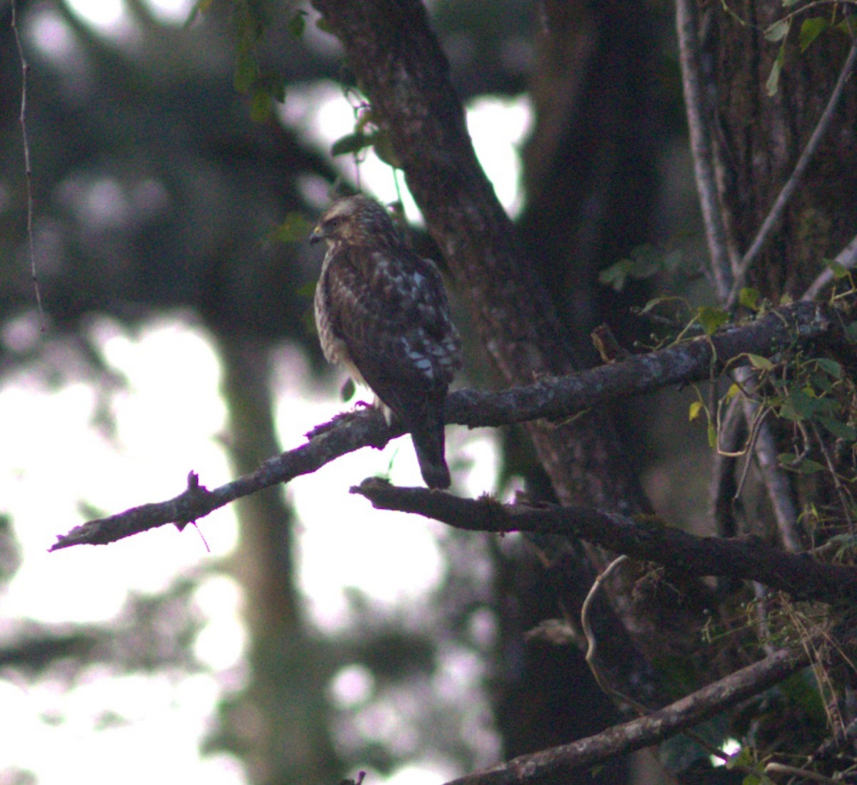 Канюк ширококрилий - ML635041693